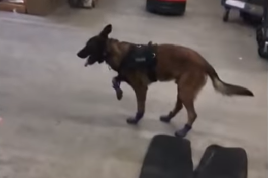 Полицейская собака примерила новые ботиночки и стала звездой соцсетей