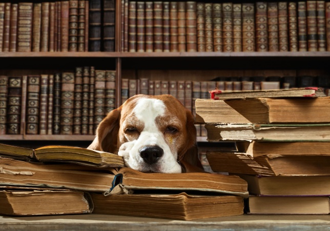 В столичных библиотеках дети смогут почитать книжки специально обученным собакам