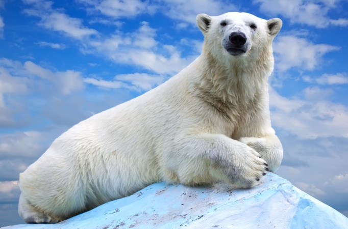 27 февраля - День полярного медведя