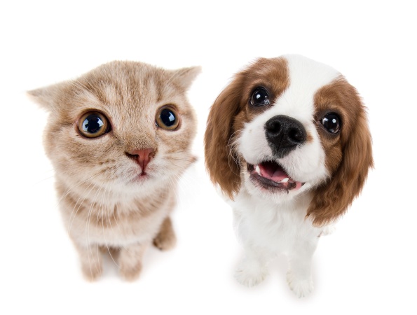 Учёные выяснили, кто приносит хозяевам больше счастья, кошки или собаки