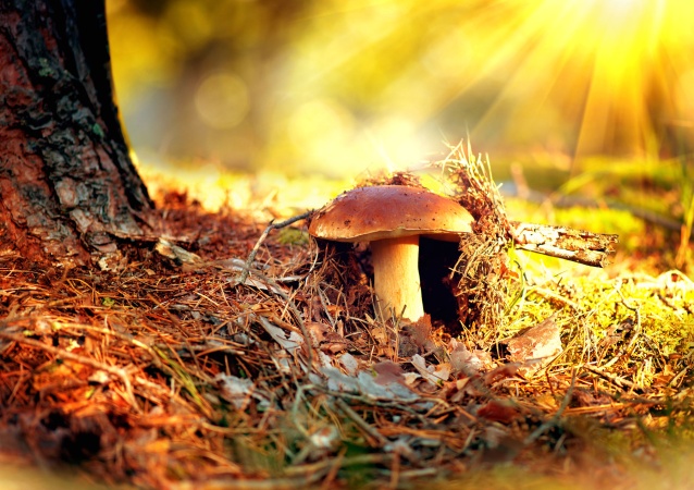 Медики предупредили отдыхающих об опасности лесных грибов