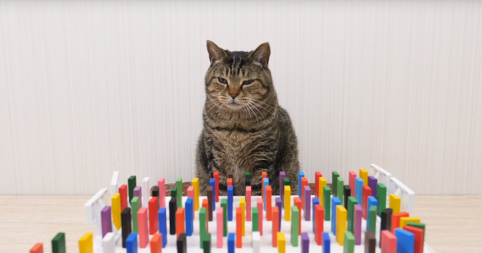 Японский блогер бьёт рекорды по популярности, устраивая весёлые эксперименты над своими котами