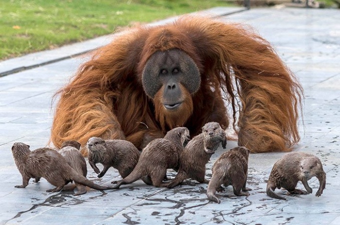 В бельгийском зоопарке семейство орангутанов подружилось с выдрами