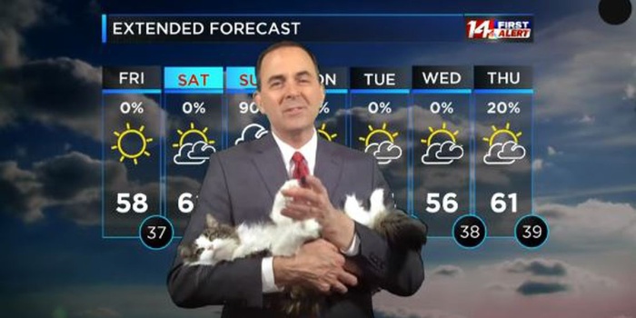Кошка стала ведущей прогноза погоды на ТВ. Она прославилась благодаря работе на дому своего хозяна