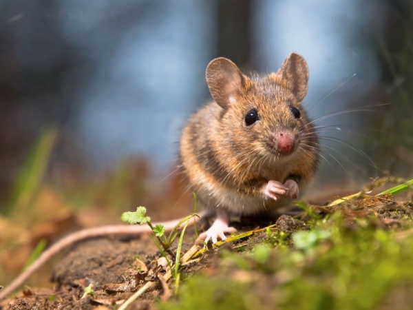 Мыши умеют улыбаться! Сенсационное открытие ученых