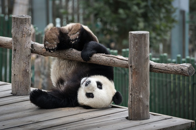 Китайские и российские панды завели себе чат! О чем болтают забавные мишки