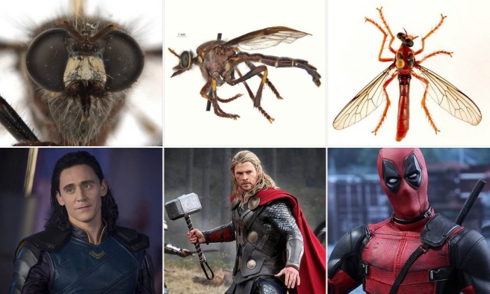 Австралийские мухи получили имена супер-героев