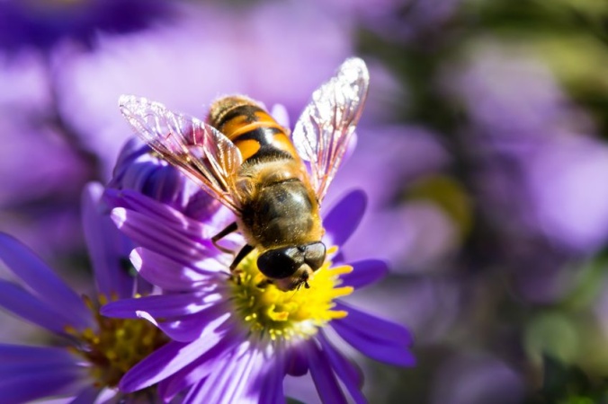 Пчелы научились открывать бутылки с газировкой
