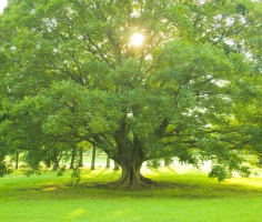 Ученые выяснили, что деревья растут по ночам