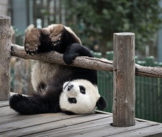 Праздник бамбуковых медведей в Китае