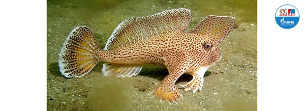 Руки вместо плавников. В прибрежных водах Австралии и Тасмании обитает рыба похожая на человека
